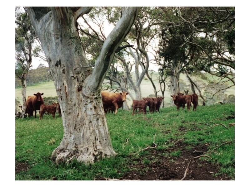Lot 114 Old Bull Creek Road, Paris Creek SA 5201