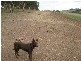 Lot 114 Old Bull Creek Road, Paris Creek SA 5201