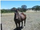 Lot 9 Shady Grove Road, Macclesfield SA 5153