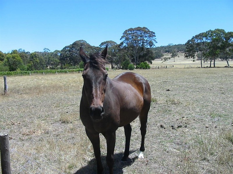 Lot 9 Shady Grove Road, Macclesfield SA 5153