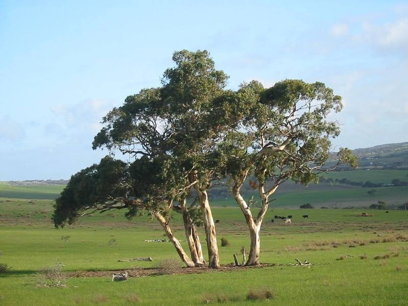 Sec 2035 off Adelaide Place, Currency Creek SA 5214