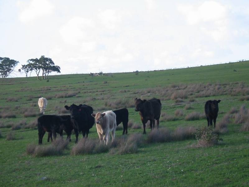 Sec 2035 off Adelaide Place, Currency Creek SA 5214