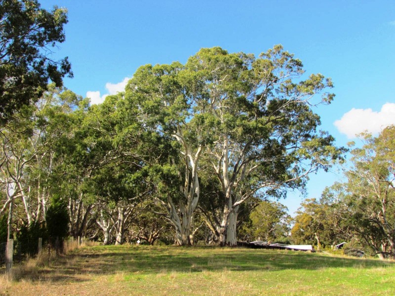 Lot 52 Henry Martin Road, Ashbourne SA 5157