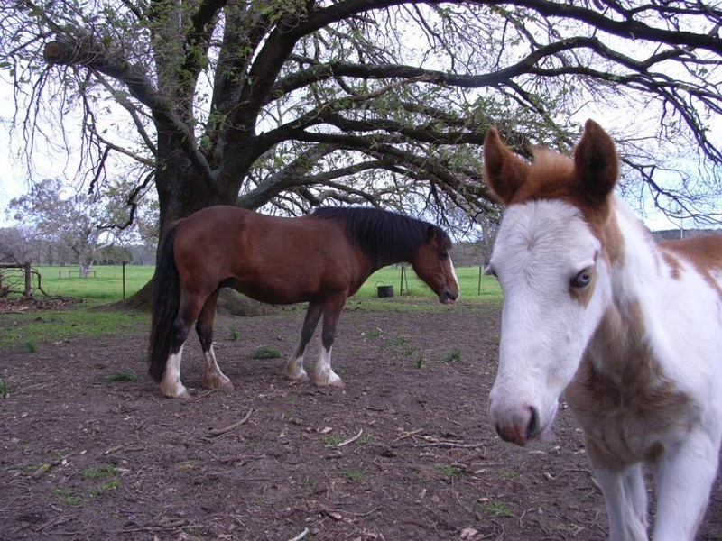 Lot 502 Brookman Road, Kuitpo SA 5172