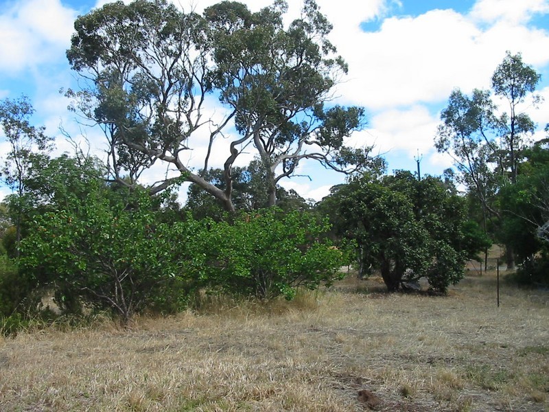 Lot 101 Devereux Street, Macclesfield SA 5153