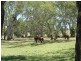 Sec 338 Echunga Road, Meadows SA 5201