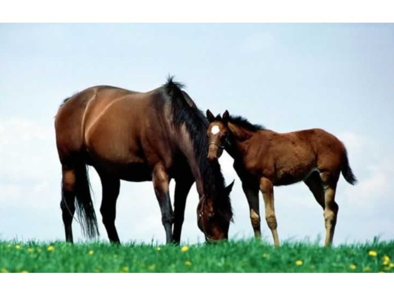 Lot 21 Meadows Road, Hope Forest SA 5172