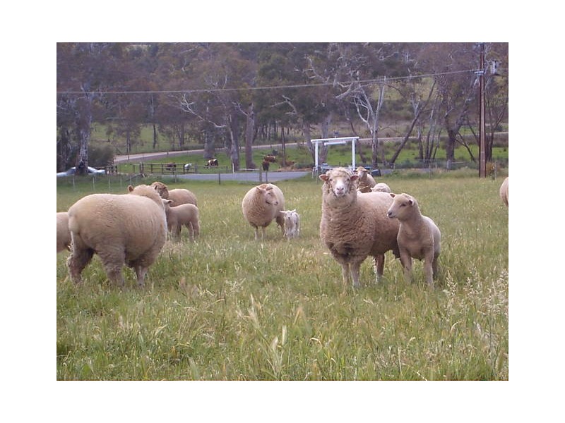 Lot 21 Meadows Road, Hope Forest SA 5172