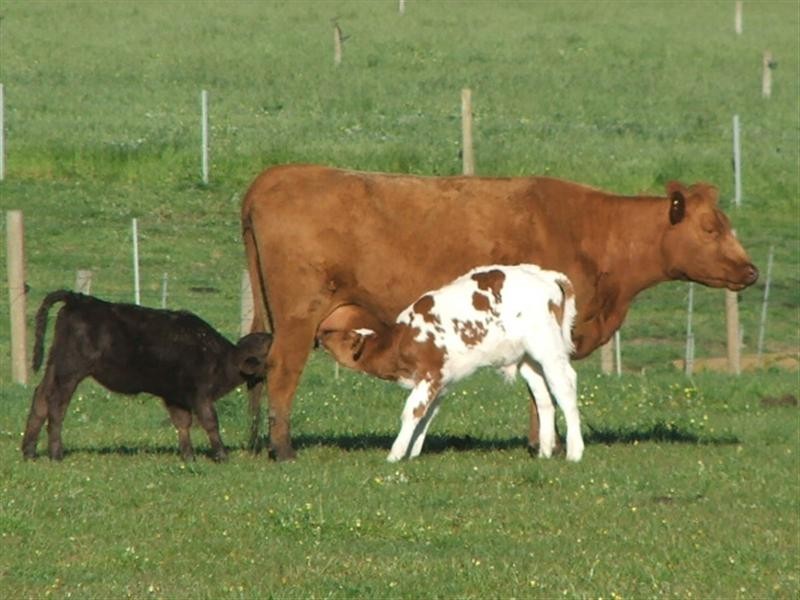 Lot 245 Kondoparinga Road, Meadows SA 5201