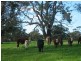 Lot 132 Range Road, The Range SA 5172