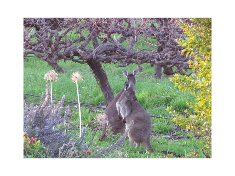 72 Hamilton Road, Mclaren Flat SA 5171