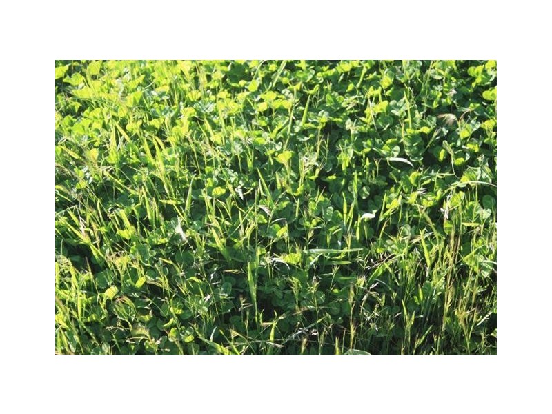 92 Harper Road, Meadows SA 5201