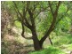 Lot 3 Main Road, Bull Creek SA 5157