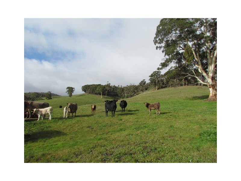 125  Saddlebags Road, Kangarilla SA 5157