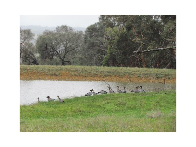 125  Saddlebags Road, Kangarilla SA 5157