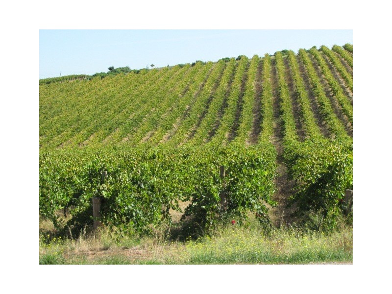 583 California Road, Mclaren Vale SA 5171