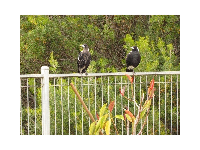 62 Fiegerts Road, Goolwa SA 5214