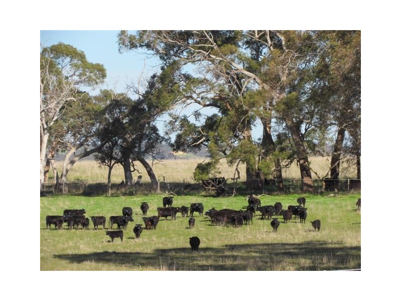 Lot 51 Claren Road, Meadows SA 5201