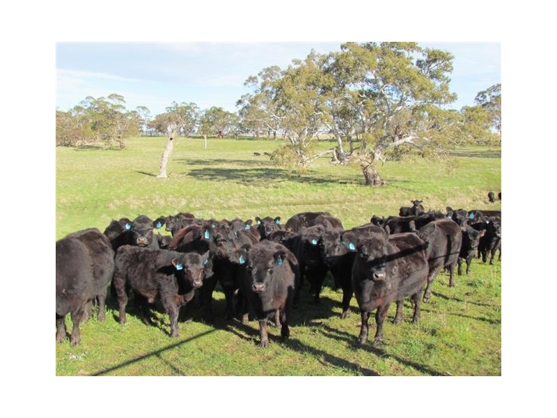 Lot 51 Claren Road, Meadows SA 5201