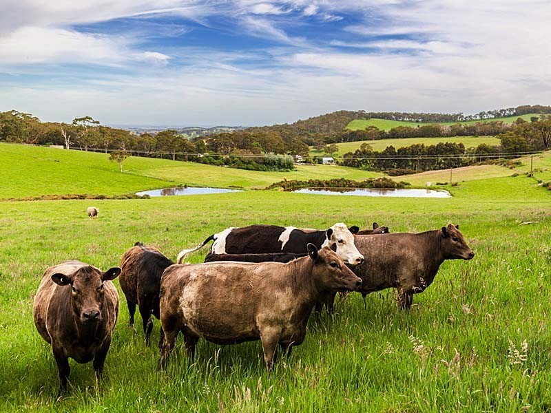 57 Creek Crescent, Meadows SA 5201