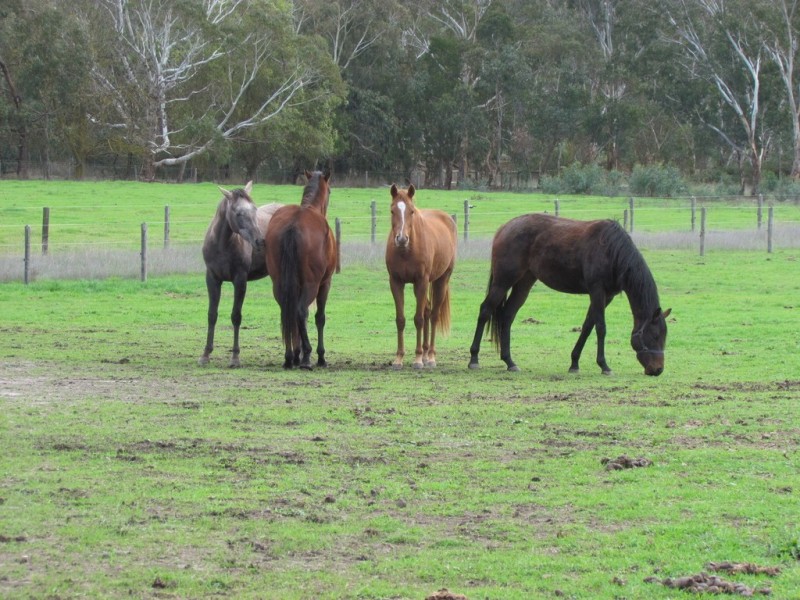 11 Sidler Road, Meadows SA 5201