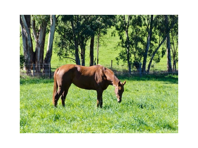 13 Wicks Road, Meadows SA 5201