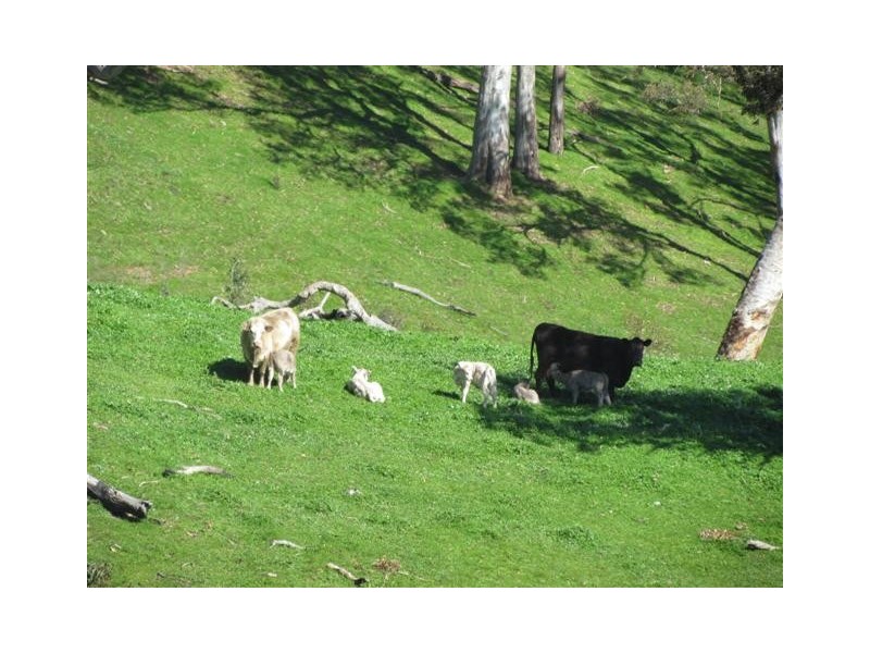 Lot 1 Toops Hill Road, Mclaren Flat SA 5171