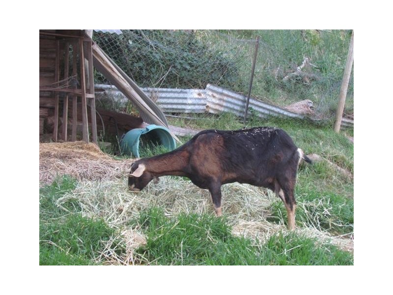 270 Bald Hill Road, Prospect Hill SA 5201