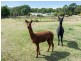 1324 Bull Creek Road,, Ashbourne SA 5157