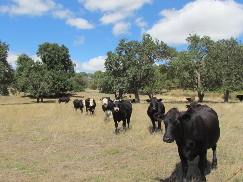 2 Knotts Hill Road, Kangarilla SA 5157