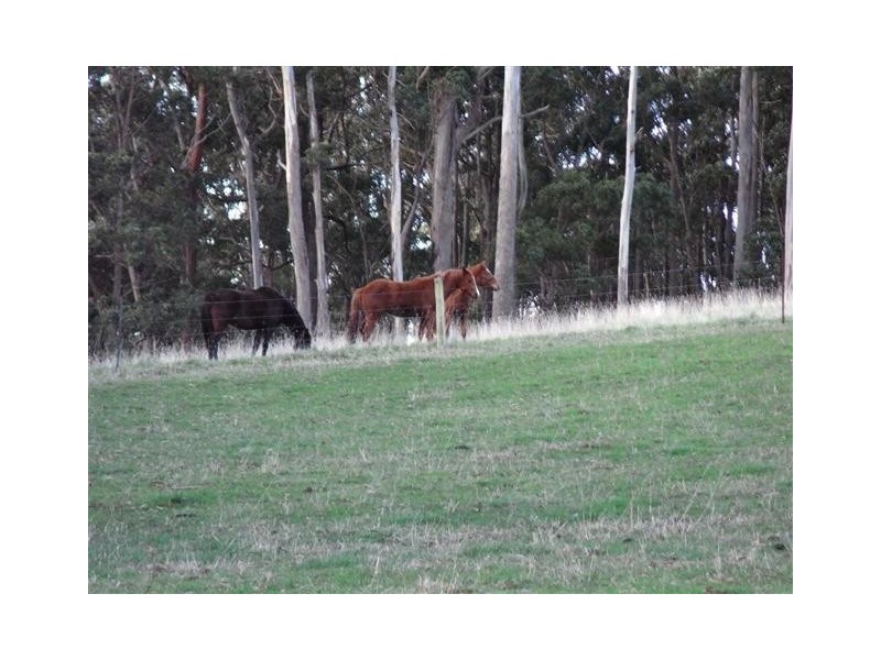 34 Littles Road, Forth TAS 7310