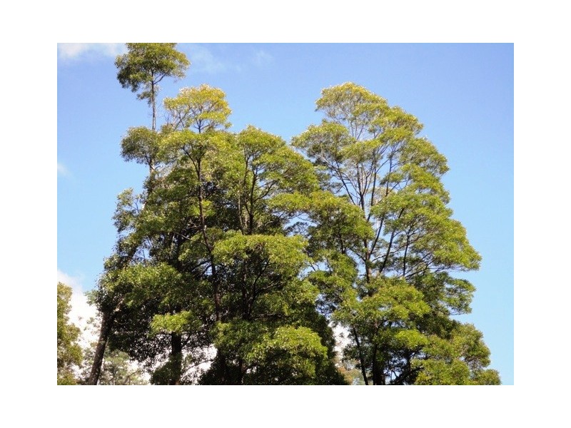 32 Eagle Ridge Road, South Spreyton TAS 7310