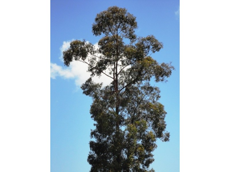 32 Eagle Ridge Road, South Spreyton TAS 7310