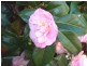 33 Atkinson Road, Legana TAS 7277