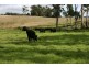 Lot 1 Greens Beach Road, York Town TAS 7270
