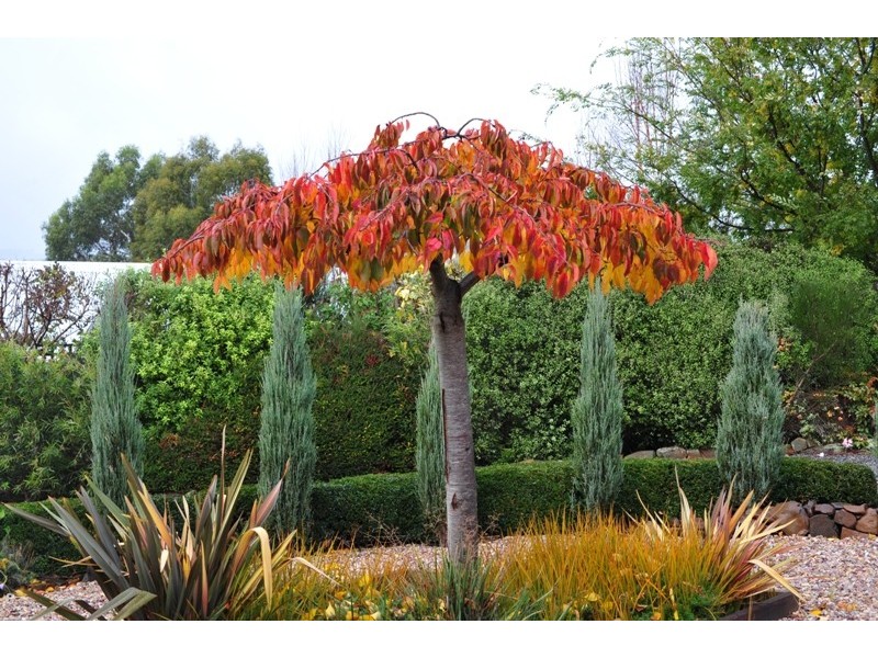 7 Pleasant Hills Drive, Grindelwald TAS 7277