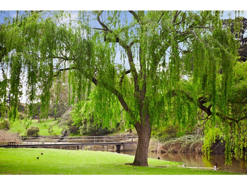 13 Champ Street, Coburg VIC 3058