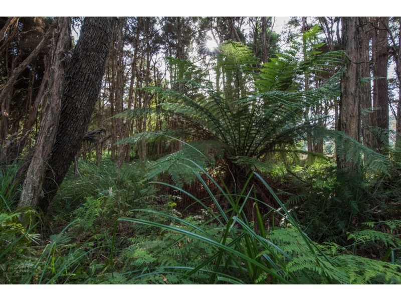 261 Colgraves Road, Pipers River TAS 7252