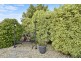 27 Comice Place, Newnham TAS 7248