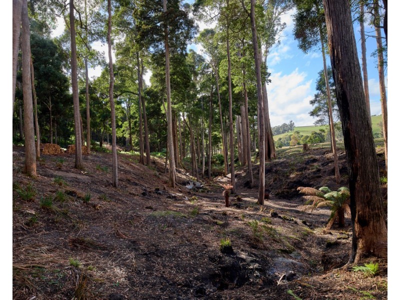 75 Barnbougle Road, North Scottsdale TAS 7260