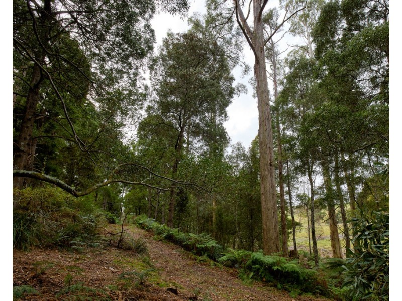 75 Barnbougle Road, North Scottsdale TAS 7260