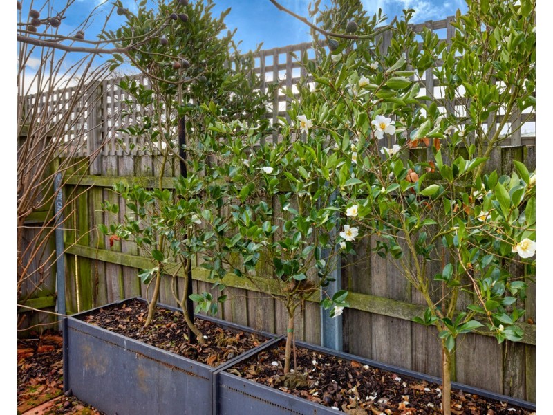 1/8 Banksia Grove, Perth TAS 7300