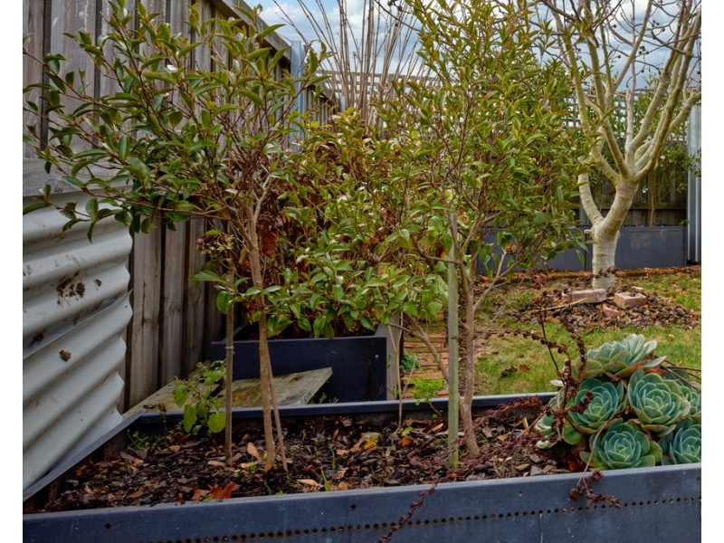 1/8 Banksia Grove, Perth TAS 7300