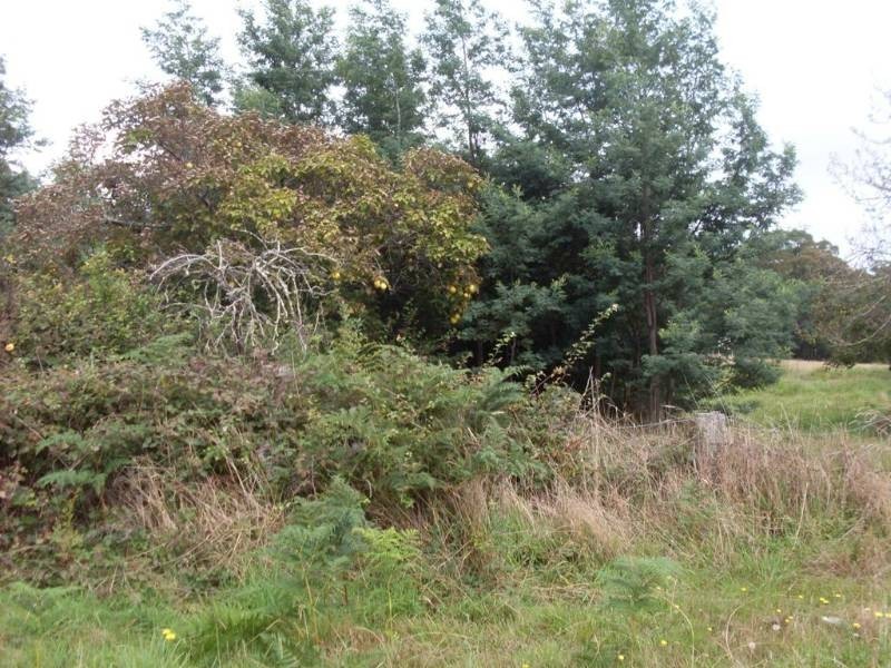 17 Bolton Street, Beaconsfield TAS 7270