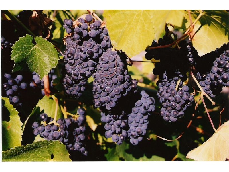 288 Relbia Road, Relbia TAS 7258