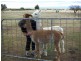 12819 Midlands Highway, Cleveland TAS 7211