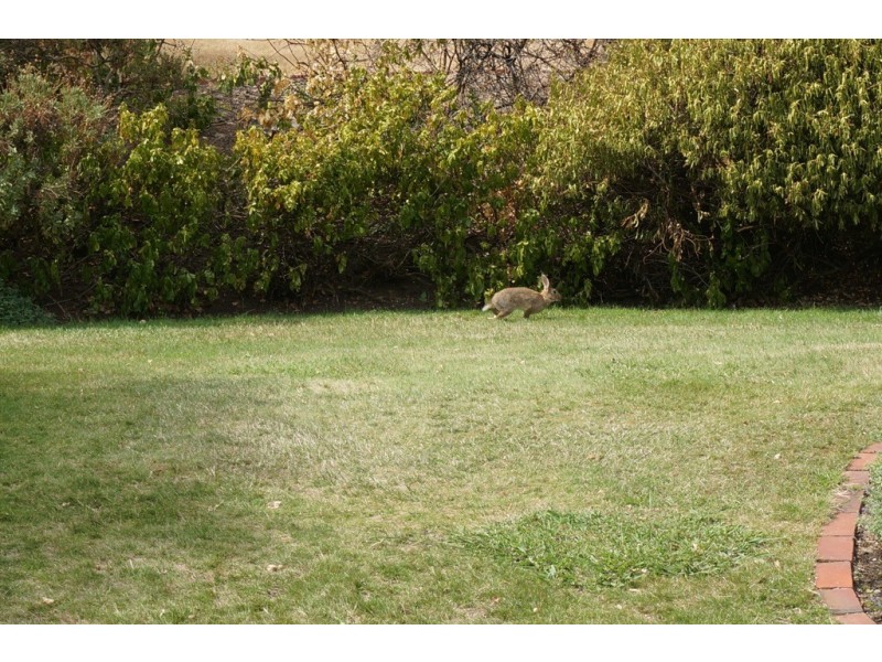 111 Relbia Road, Relbia TAS 7258