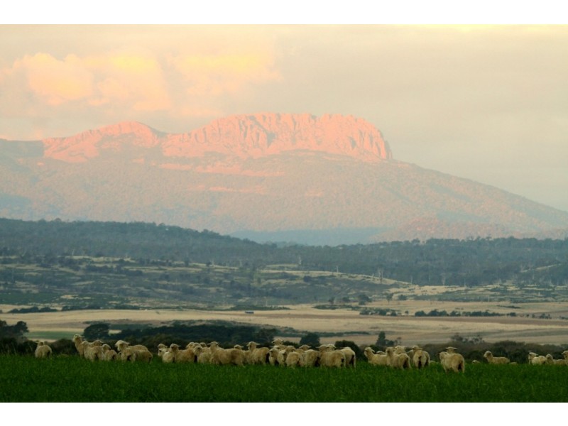 Epping Forest TAS 7211