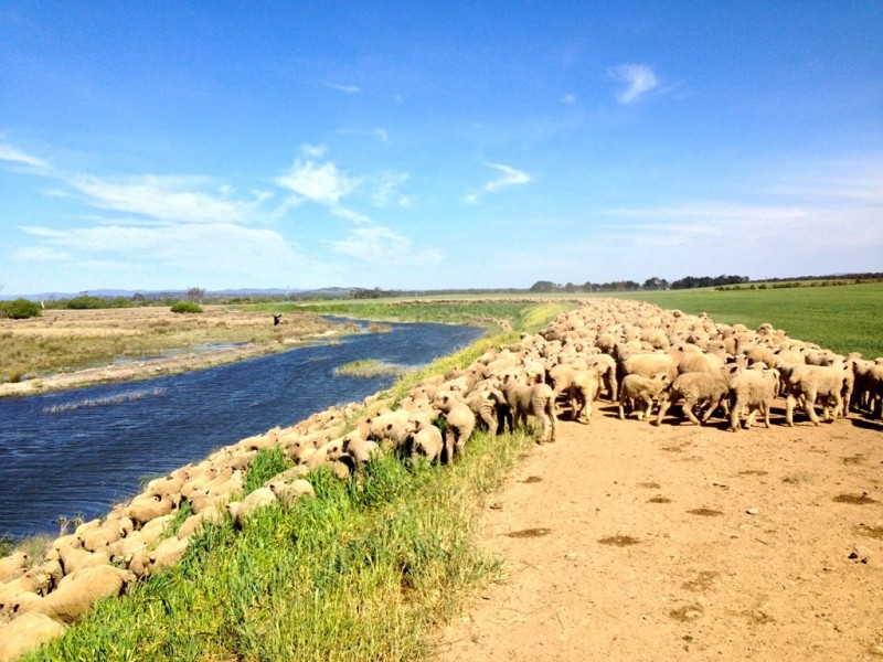 Epping Forest TAS 7211