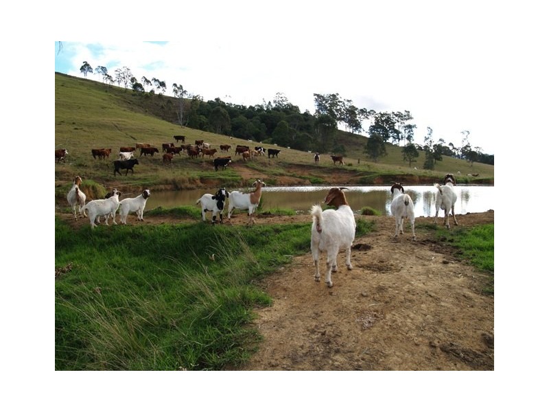 5201 Oxley Highway, Long Flat NSW 2446